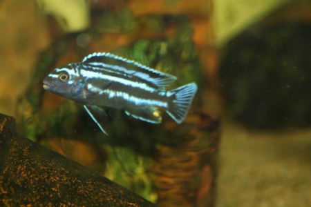 Меланохромис (псевдотрофеус) йохани естерн ,melanochromis johanni estern 